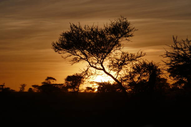 istock Africa - Nature and Life 1179991822