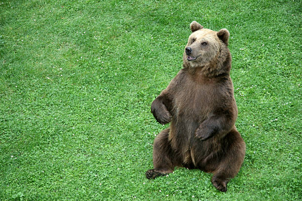 Wild bear in spring looking at camera