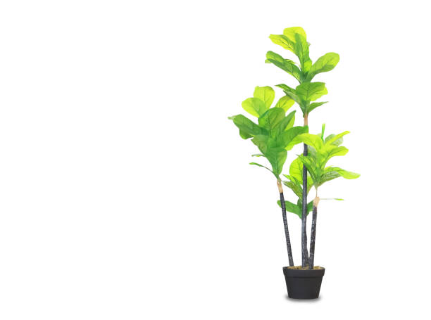 istock Big dracaena palm in a pot isolated over white 1179992530