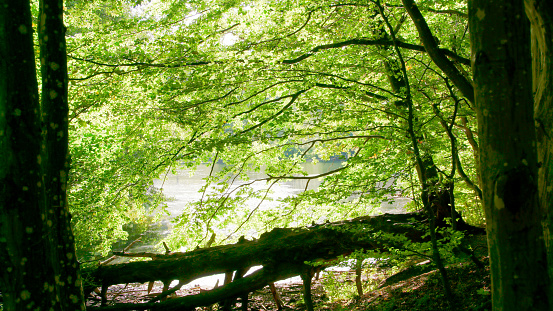 View of a shining lake by hiking throught the forest