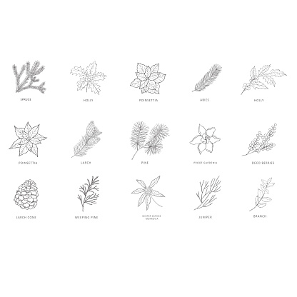 Hand drawn branches of plants and trees. Line art vector graphic set