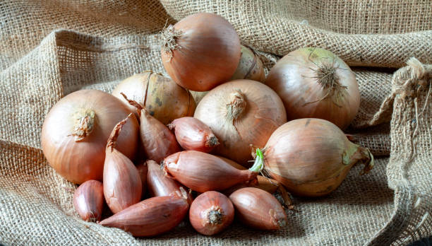 Bulk onions and shallots on burlap stock photo