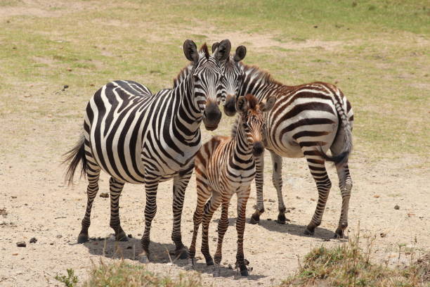 istock Zebras in the african savannah. 1179995152