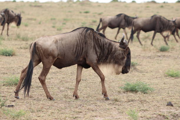 istock Wildebeests walking in the african savannah. 1179996111