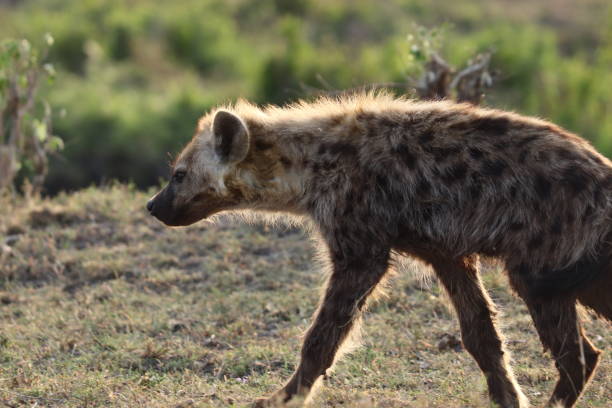 istock Hyena in the african savannah. 1179996303