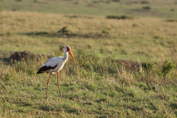 istock Stork in the African savannah. 1179997676