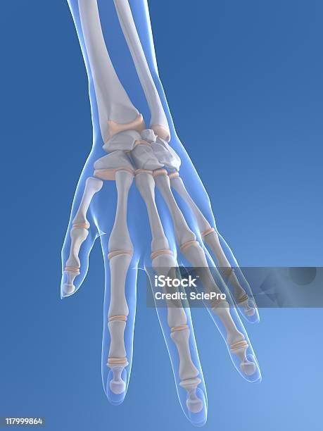 3 D Mão - Fotografias de stock e mais imagens de Anatomia - Anatomia, Articulação - Parte do corpo, Articulação humana