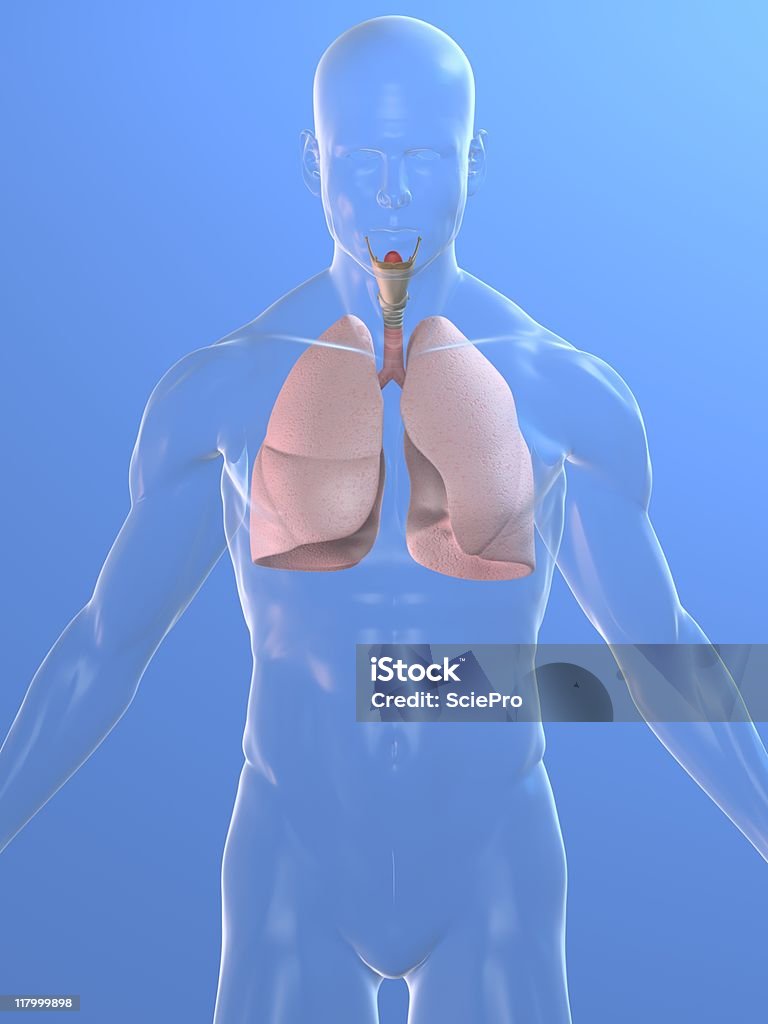 Лёгкое человека - Стоковые фото Анатомия роялти-фри