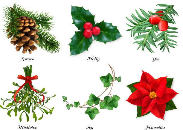 pflanzen, weihnachtsdekorationen. fichte, holly, eibe, misteln, efeu, poinsettia. 3d realistische vektor-set - christmas holly mistletoe symbol stock-grafiken, -clipart, -cartoons und -symbole