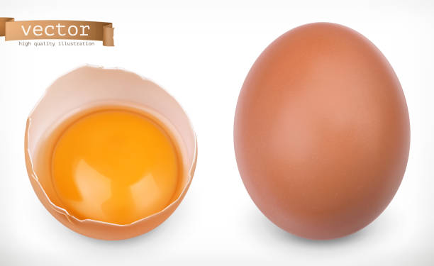 illustrations, cliparts, dessins animés et icônes de oeuf de poulet entier et oeuf cassé avec le jaune. ensemble d'icônes vectorielles réalistes 3d - eggs animal egg cracked egg yolk