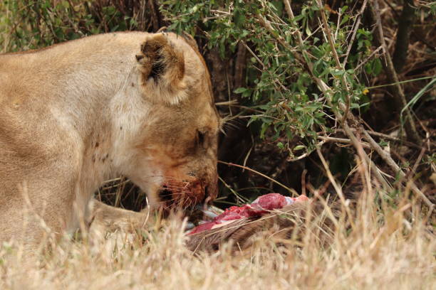 istock Lioness feeding on fresh meat. 1179999739