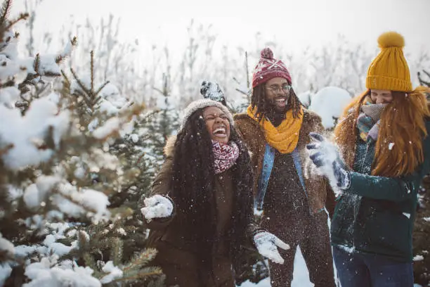 Friends choosing Christmas tree in Christmas tree farm, it is snowy weather and everything need to be perfect for Christmas, they snowballing