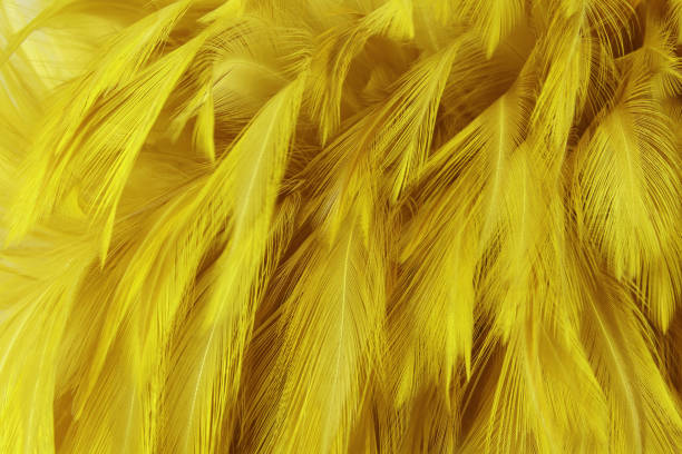 istock Beautiful golden yellow bird feathers pattern texture background. 1180003257