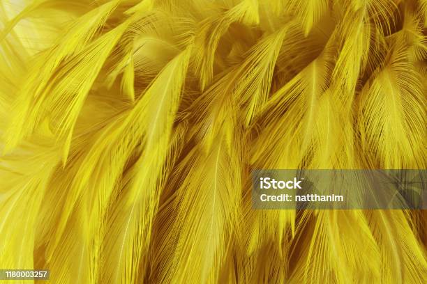 https://media.istockphoto.com/id/1180003257/photo/beautiful-golden-yellow-bird-feathers-pattern-texture-background.jpg?s=612x612&w=is&k=20&c=v0XNCg5zvxPovJXM79kvBVB5XB74kxjFoZMU0Zu5dck=