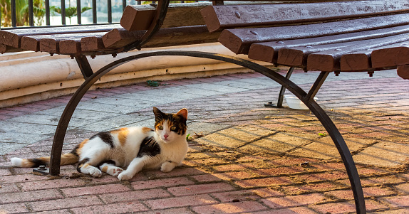 Cats of Malta - stray calico cat lying under the bench lit by evening warm sunlight at Sliema promenade.
