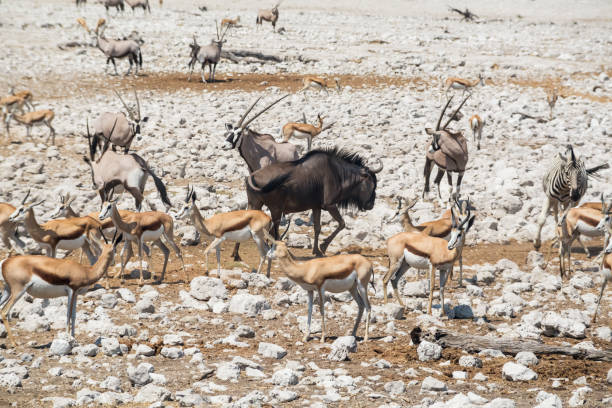 istock Wilderness of Africa. 1180003539