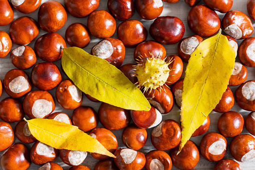 beautiful autumn chestnut kernel background top view
