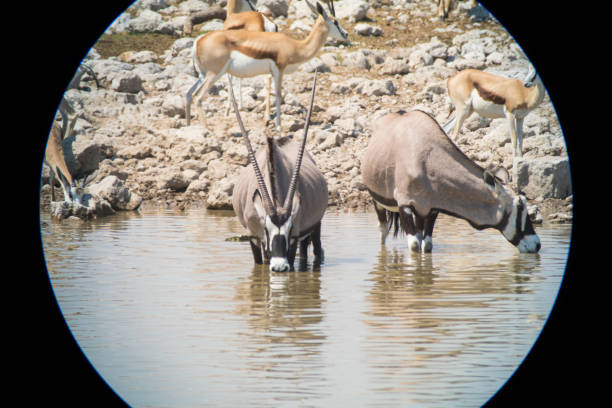 Gemsbok drinking from a waterhole in Etosha national reserve, Africa.