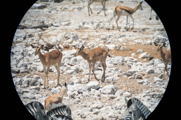 istock Impalas seen through telescope in Etosha national park. 1180004610