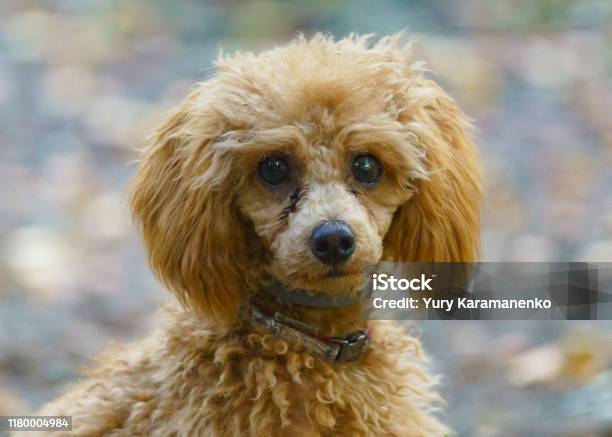 Brown Dwarf Poodle Stock Photo - Download Image Now - Puddle, Puppy, Toy