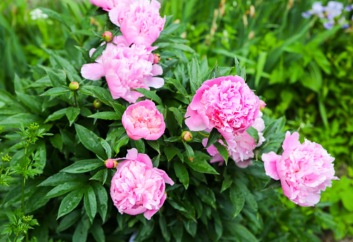 Peonies in dew after the rain. Beautiful flowers in the nature.