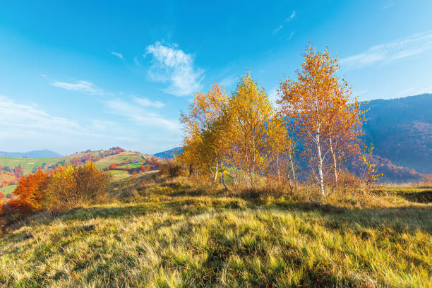 istock birch trees on the meadow in mountains 1180005223