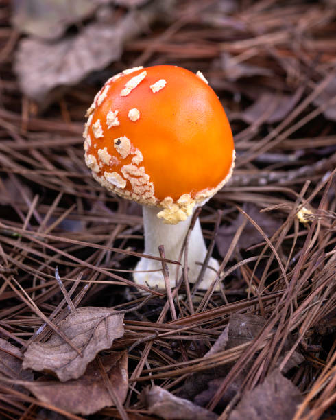 istock Amanita persicina pin 1180005401