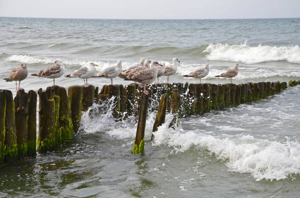 5D shot from january 2007 at the Baltic Sea in Northern Germany