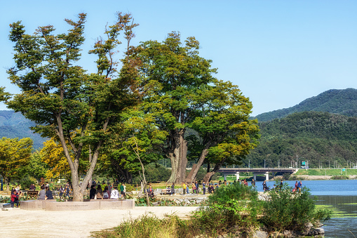 the giant zelkova tree view in dumulmeori in Yangpyeong, South Korea. Taken on October 8th 2019
