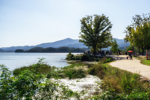 the giant zelkova tree view in dumulmeori in Yangpyeong, South Korea. Taken on October 8th 2019