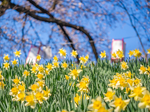 Closeup of Narcissus or Daffodil yellow flowers field with blurry Japanese style paper lamp, sakura flower tree and vivid blue sky in the park or garden.