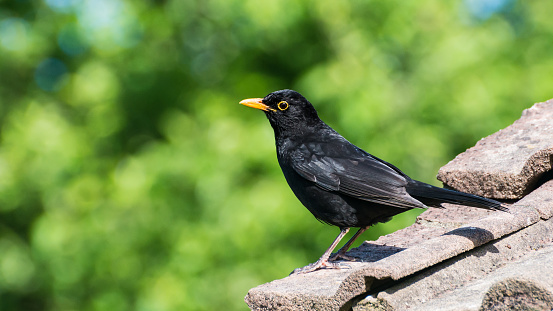A shot of a blackbird standing on a rooftop.