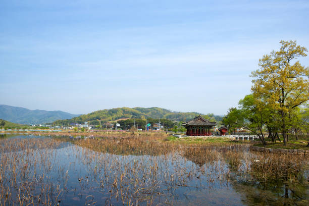 Yudeung Lotus Pond in Cheongdo-gun, South Korea.