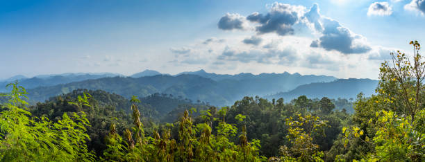 istock Panoramas, panoramic views of forests in tropical countries 1180011055