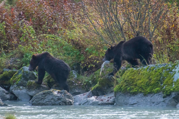 istock Young Alaskan Brown bear moving along river bank 1180011243