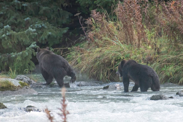 istock Young Alaskan Brown bear moving along river bank 1180011569