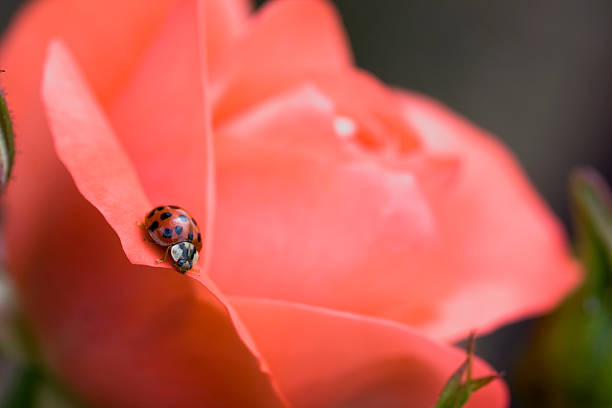 Ladybug on rose petal stock photo