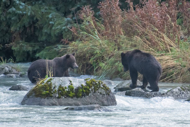 istock Young Alaskan Brown bear moving along river bank 1180012602
