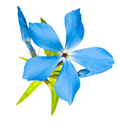Beautiful flower blue phlox (original botanical name - Phlox divaricata) isolated on a white background in macro lens shoot isolated on a white background.