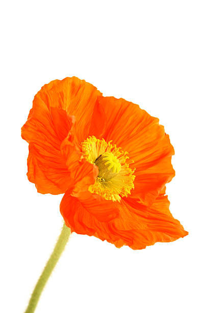 istock A red poppy on a white background 118001262