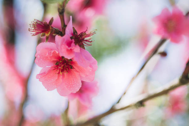 istock Blooming pink plum blossom with droplet 1180014132