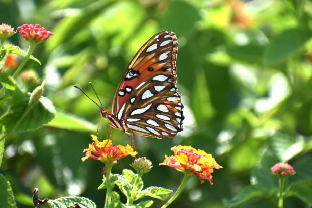 istock Butterfly with orange and white wings 1180014284