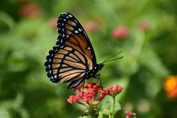 istock Pretty butterfly with orange black wings 1180014943