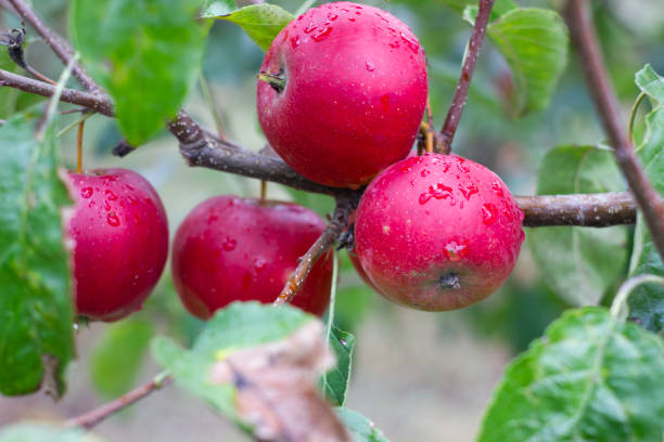 istock large ripe apples clusters hanging heap on a tree branch in an intense apple orchard. Dewdrops. Vitamins. Vegetarian 1180015098