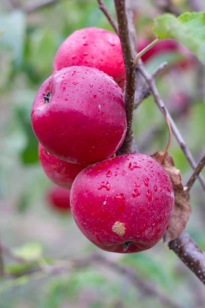 istock large ripe apples clusters hanging heap on a tree branch in an intense apple orchard. Dewdrops. Vitamins. Vegetarian 1180015657