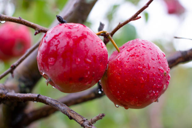 istock large ripe apples clusters hanging heap on a tree branch in an intense apple orchard. Dewdrops. Vitamins. Vegetarian 1180016172