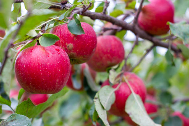 istock large ripe apples clusters hanging heap on a tree branch in an intense apple orchard. Dewdrops. Vitamins. Vegetarian 1180016546