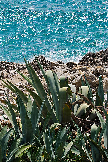 actus plants and fantastic views along coastal trail in Riserva Naturale Oasi Faunistica di Vendicari, Sicily, Italy.