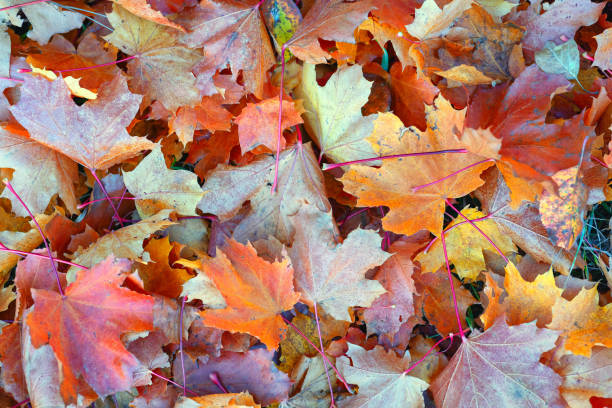 istock Bright autumn leaves in the forest 1180016696