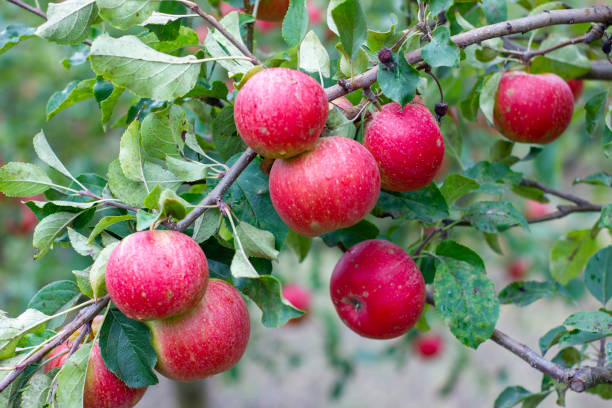 istock large ripe apples clusters hanging heap on a tree branch in an intense apple orchard. Dewdrops. Vitamins. Vegetarian 1180017149